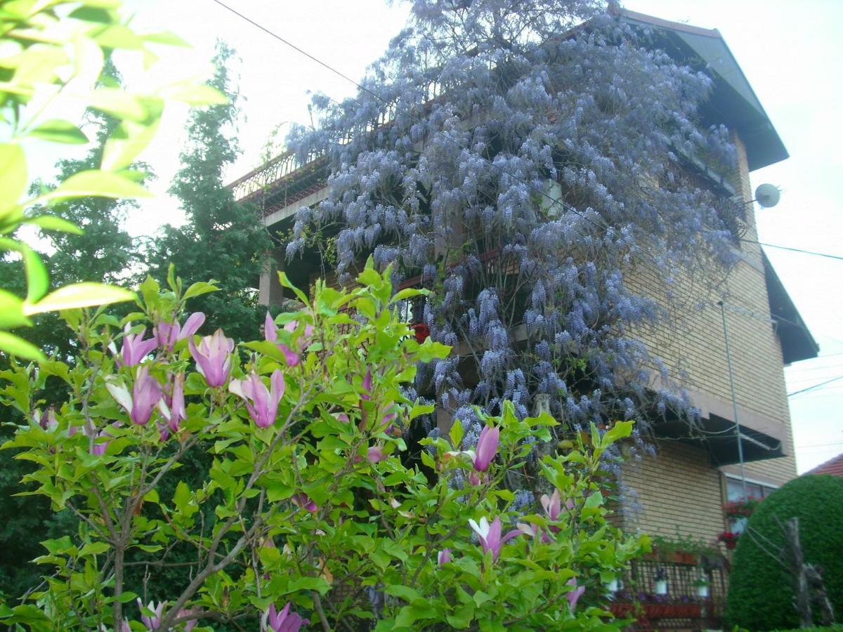 Apartman Wisteria Vranje Eksteriør billede